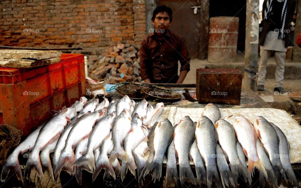 Shopkeeper of fishes