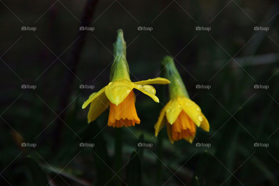 Daffodils full of rain