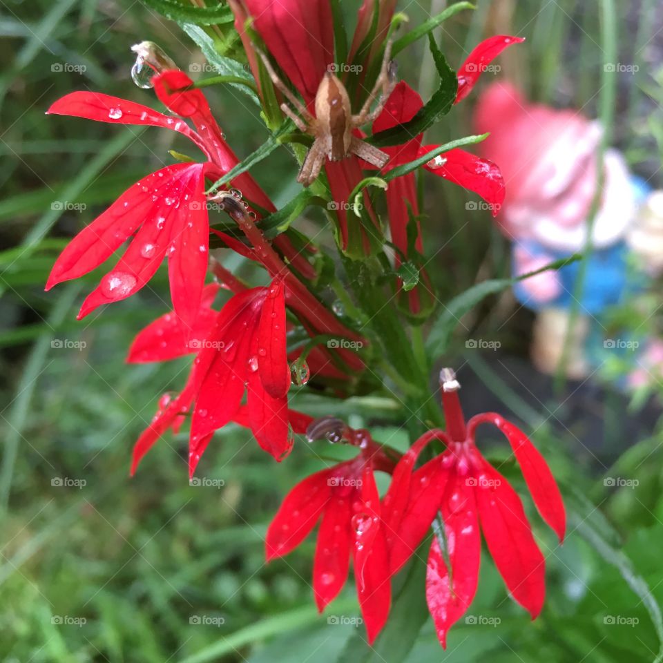 Red flowers