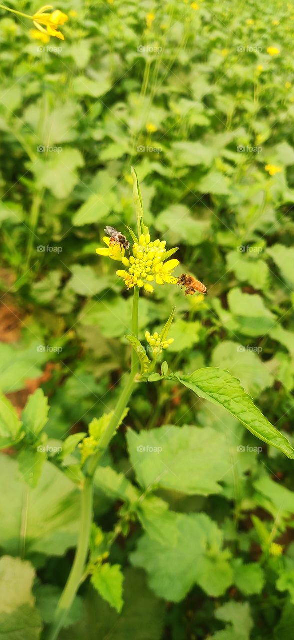 Bee and flowers