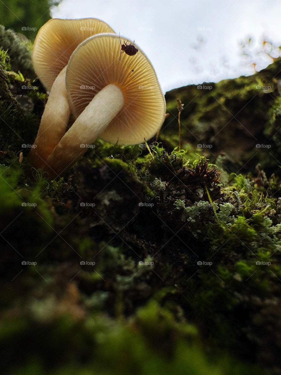 Fungi 