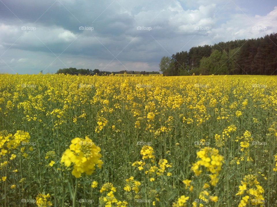 Field, Agriculture, Flower, Landscape, Crop