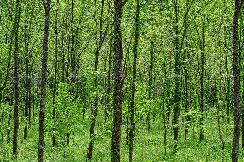 Vine covered trees