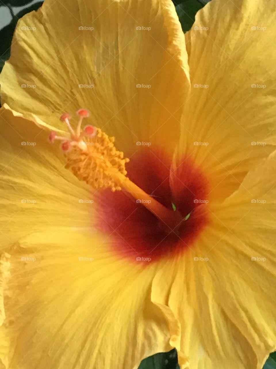 Yellow hibiscus bloom 