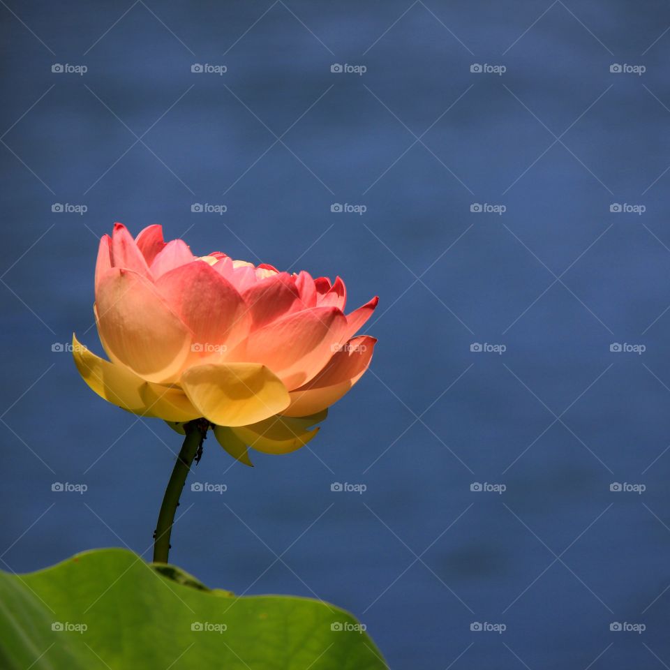 Close-up of pink flower