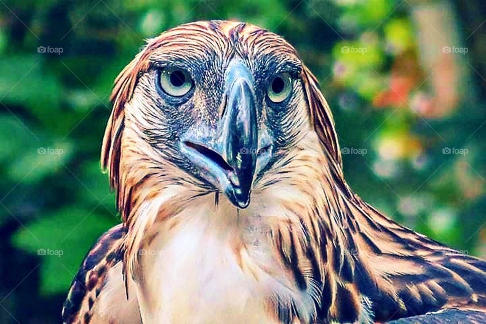 Philippine Eagle!