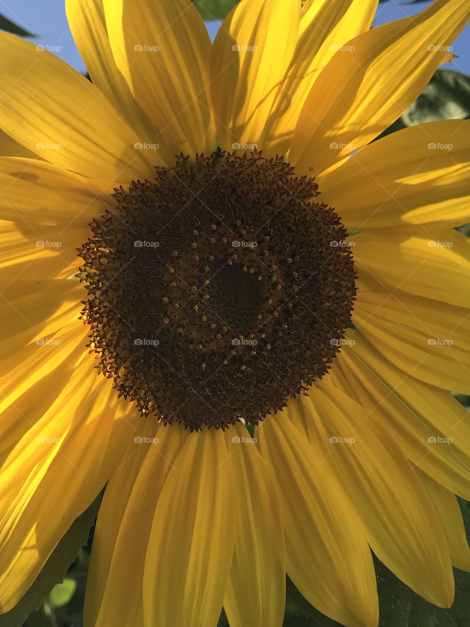 Beautiful sunflower closeup 