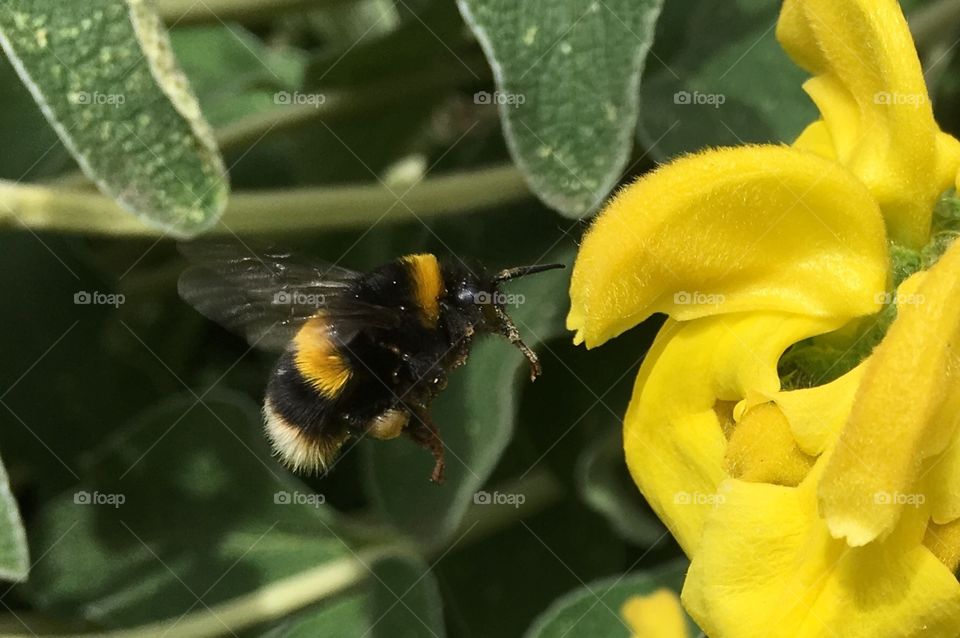 Nature, Bee, Flower, Flora, Insect