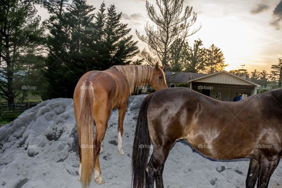 Horses on sand pile