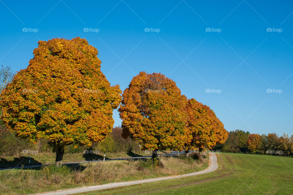 Colourful Autumn Landscape
