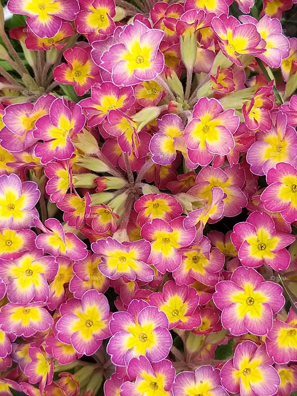 beautiful pink yellow floral background pattern of small flowers primroses for decoration of fabrics and cards