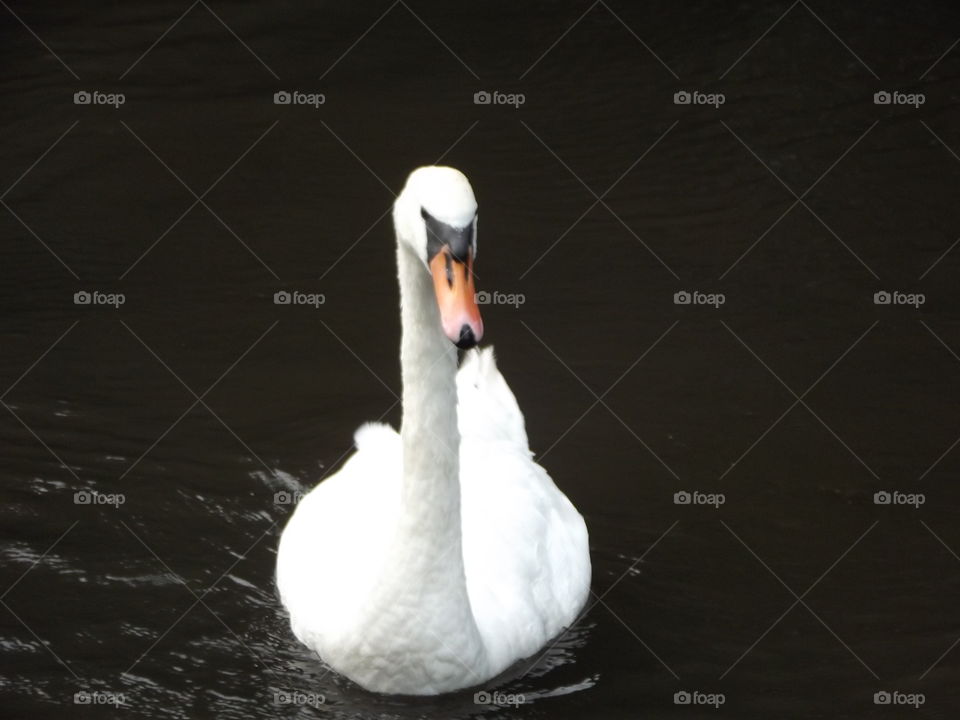 A Beautiful Swan