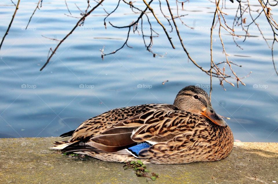 Close-up of mallard duck