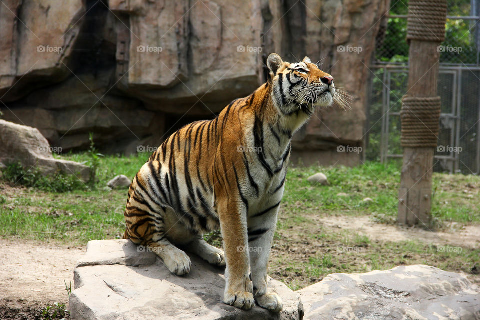 Tiger sitting and waiting patienly for its meal at the wild animal zoo in china