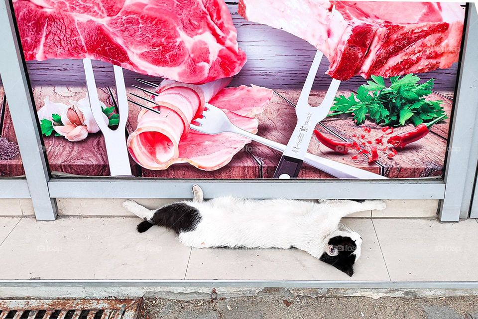 Funny Situation, Creepy Comical View, A Cat Lying in Front of a Butcher's shop