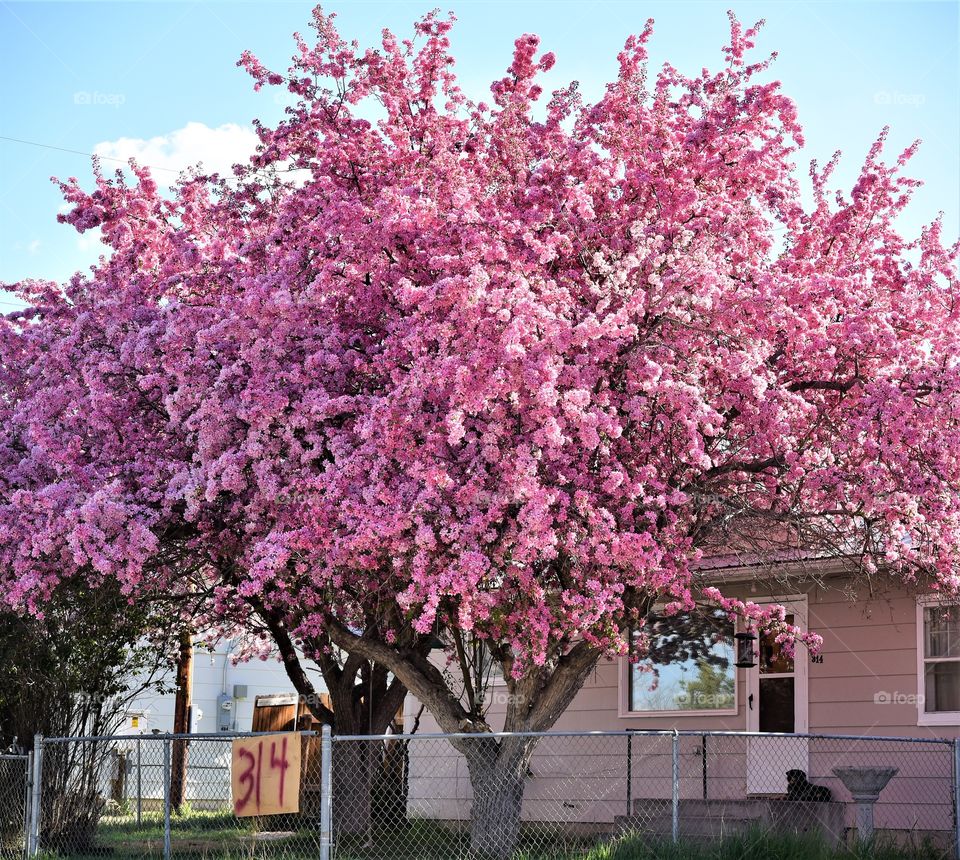 Spring Has Sprung in Saratoga!
