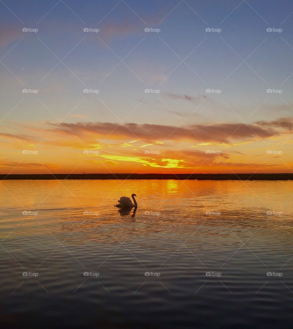 Swan floating on lake at sunset