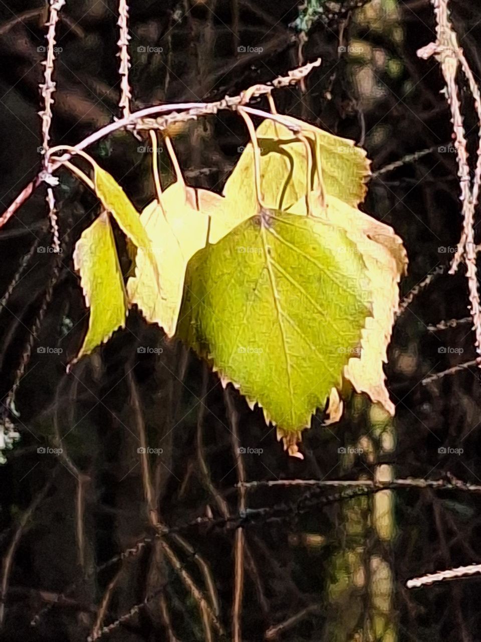 leaf