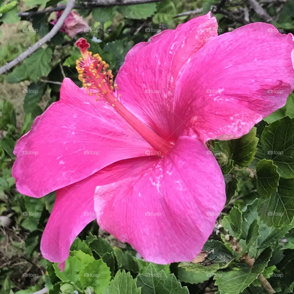 Hibiscus 
