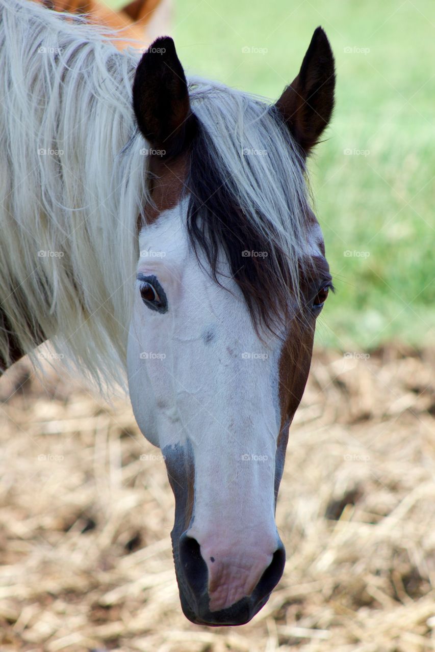 Summer Pets - a horse enjoying the breeze on the shady side of the barn