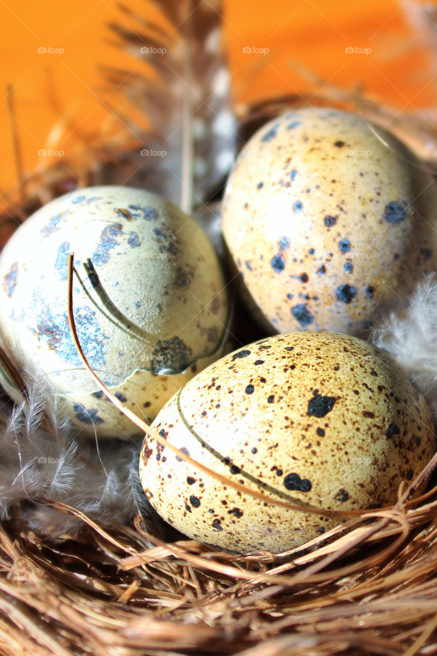 Three Eggs in Nest