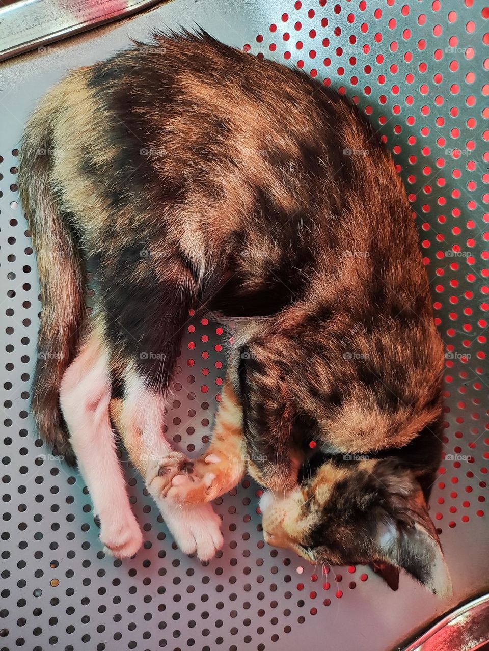 enjoy lazylastingday 🐱