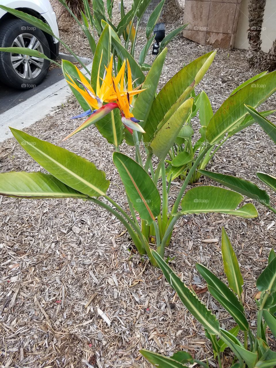 Bird of Paradise; flower of beauty