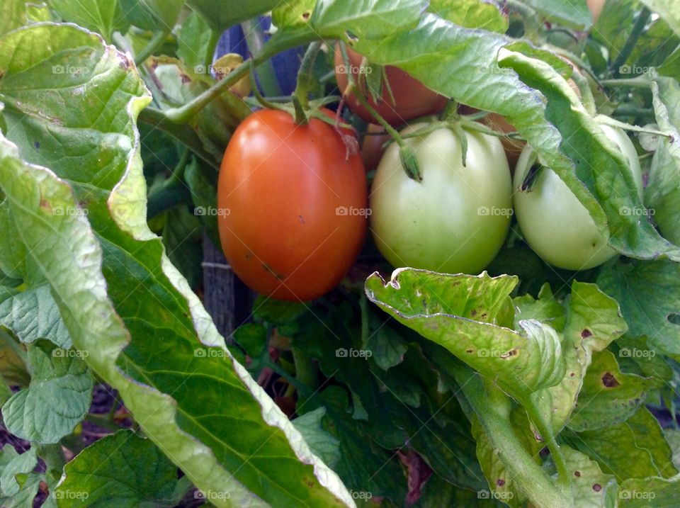 Tomatoes on vine