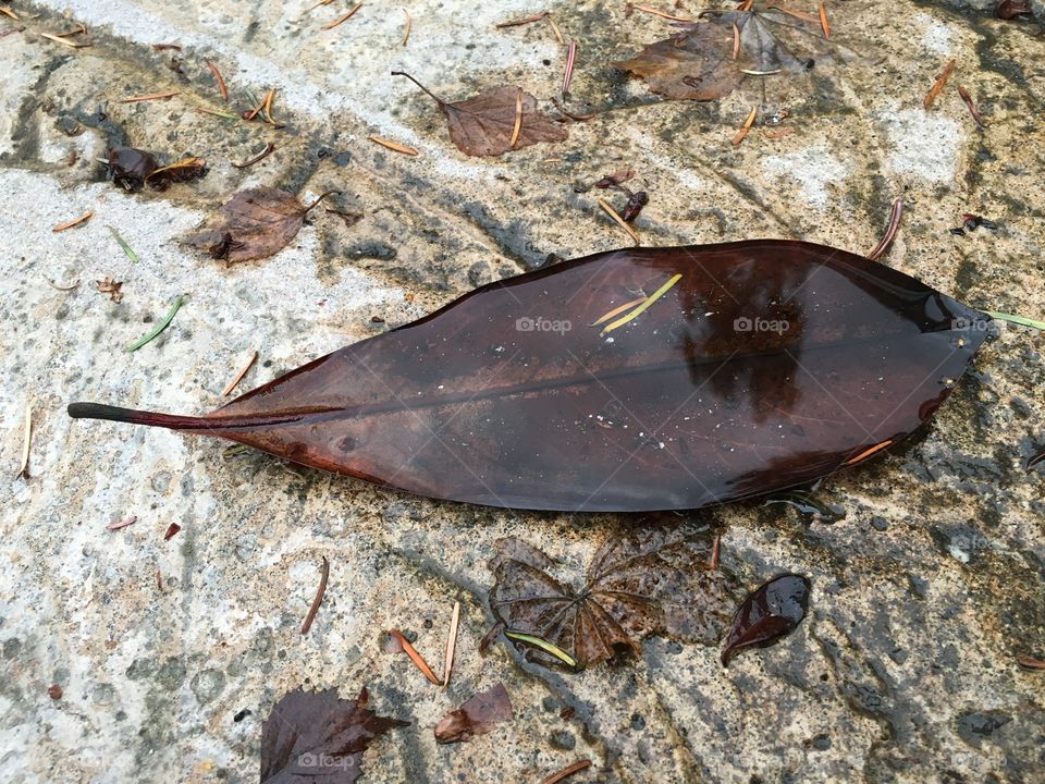 Rain caught on fallen leaf