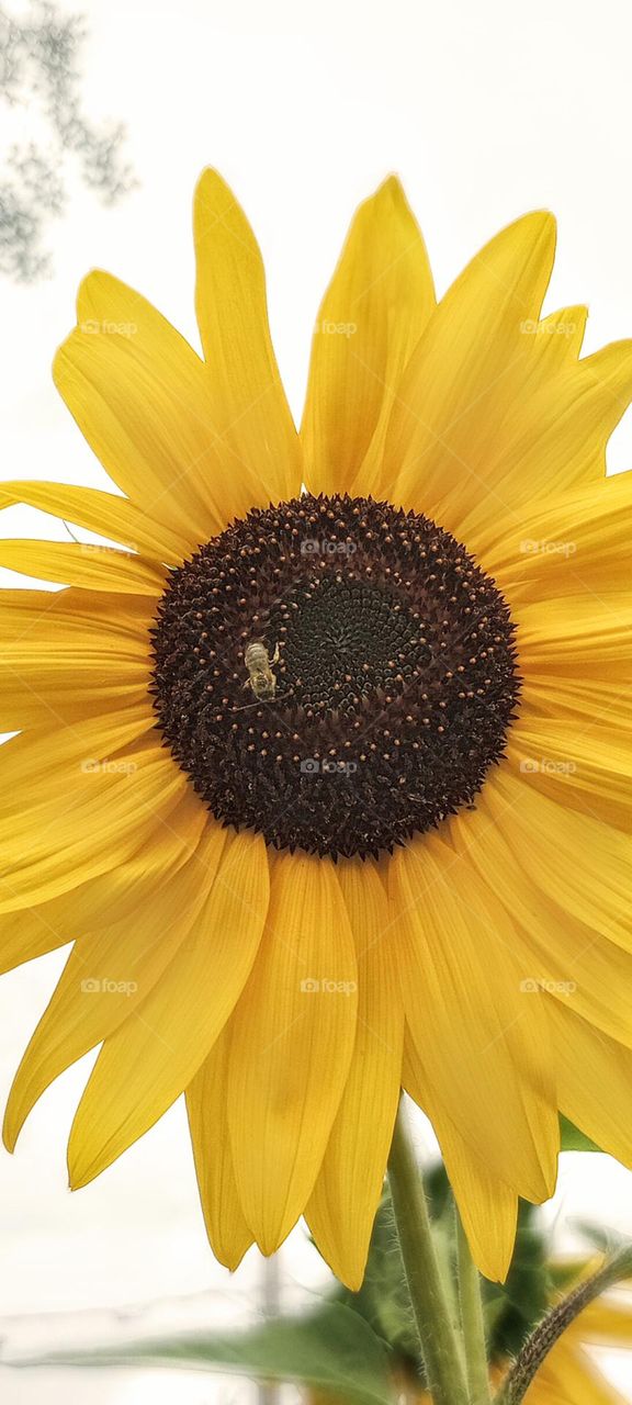 Yellow Sunflower with a Bee