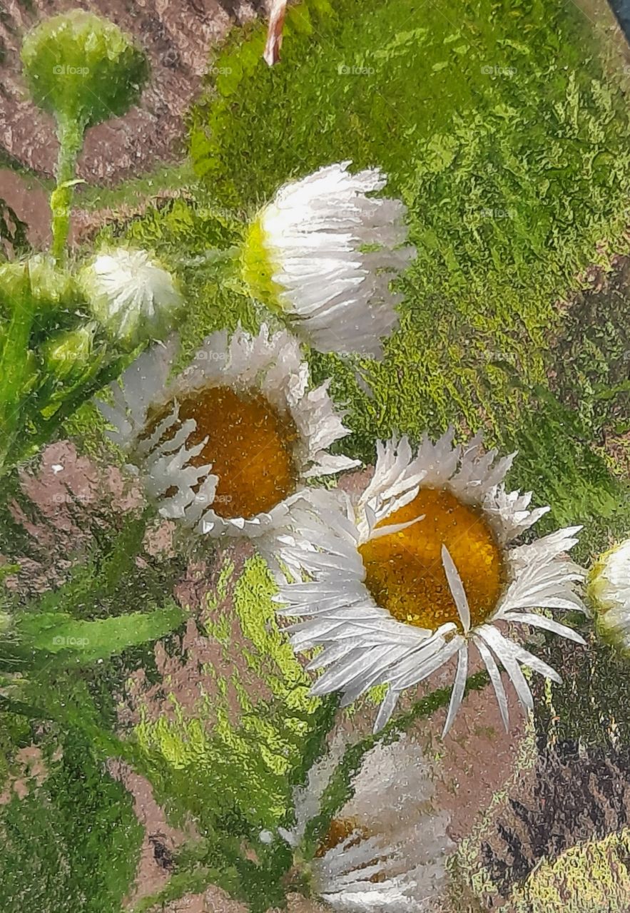 portrait of Erigeron seen through glass table