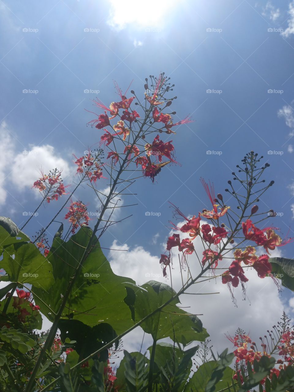 summer time Jamaican flower