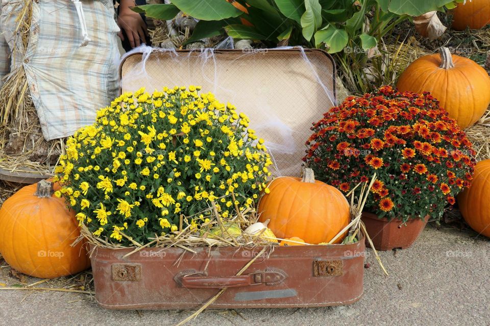 Spooky season / pumpkin and flowers