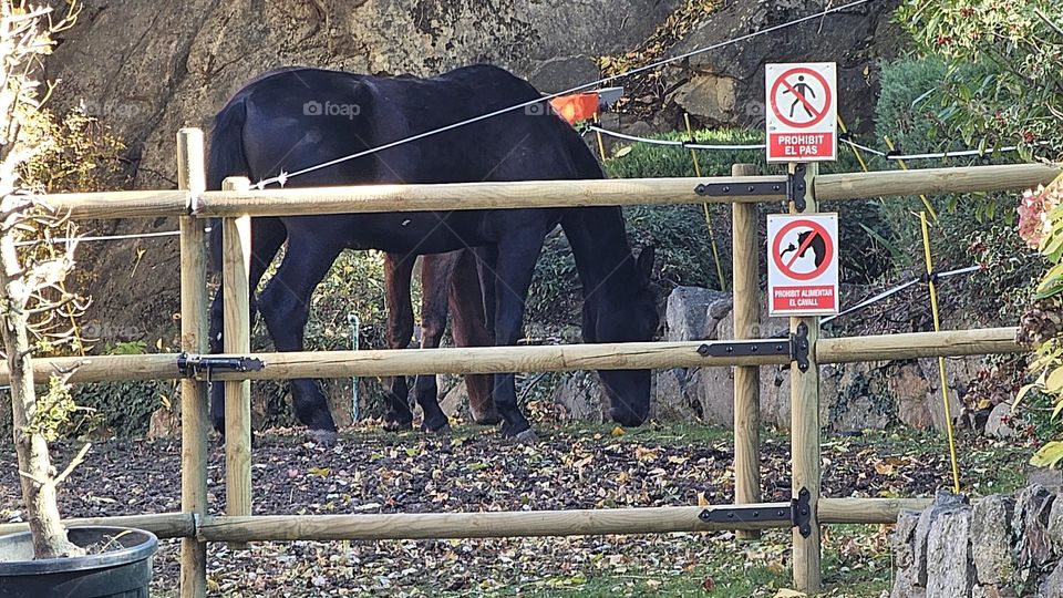 Caballo en Andorra