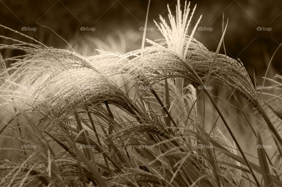 Grass in Sepia