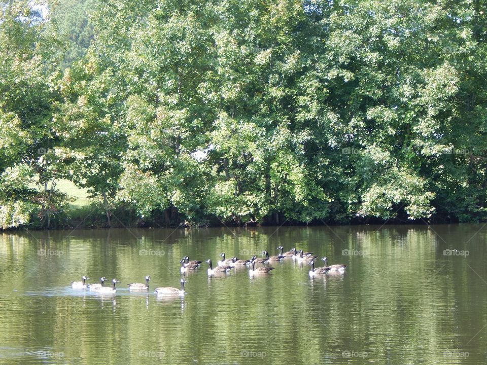 Nature’s Scenery, Geese on the Pond