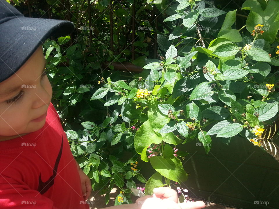 Child looking at a butterfly.