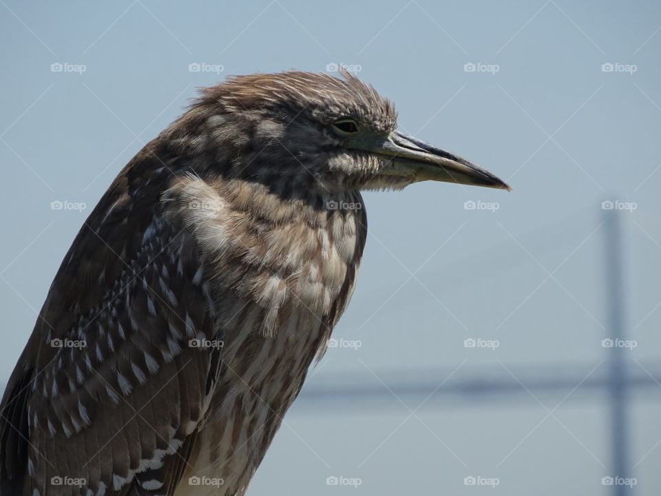 California Heron