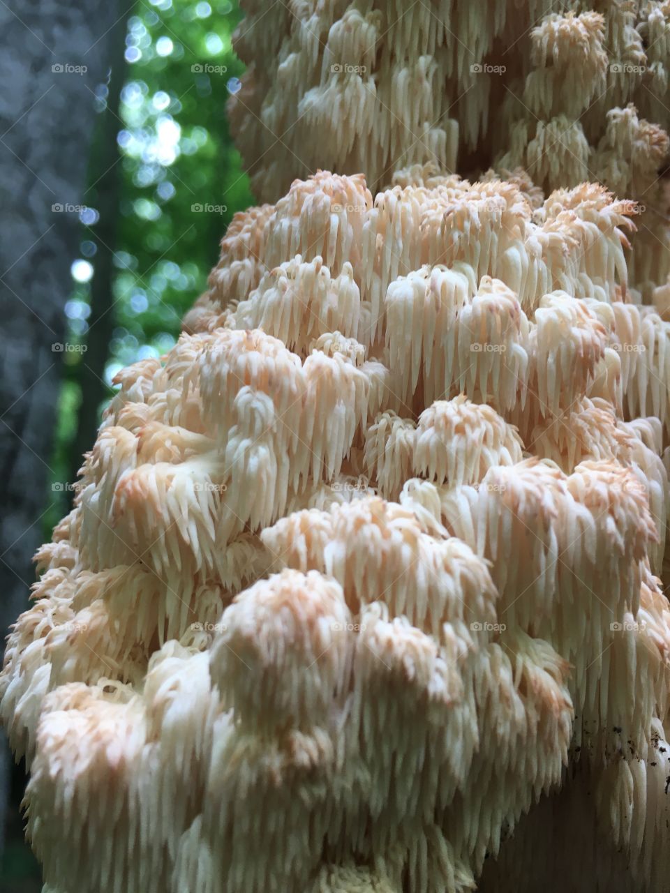 Cool mushroom