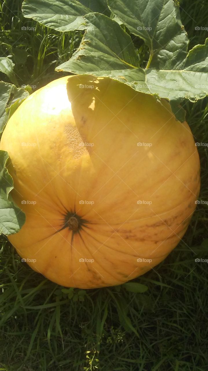 Growing giant pumpkins