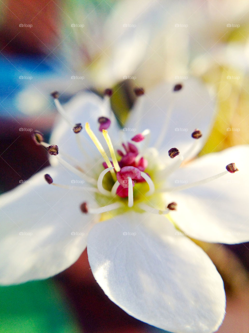 Pretty white flower close up 