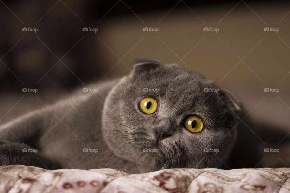 Scottish fold cat close up portrait.  Beautiful Yellow eyes