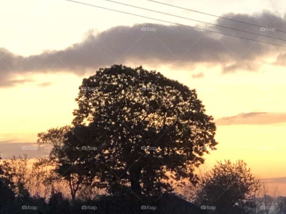 Baum Schatten