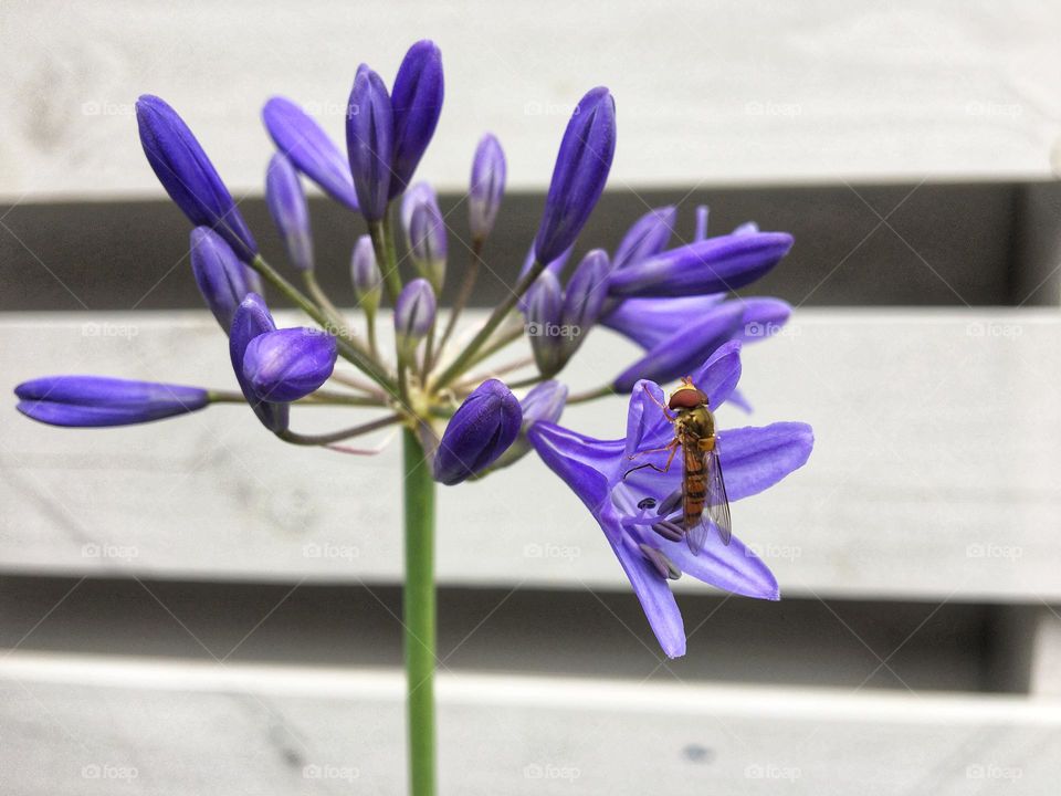 A beautiful purple Agapanthus just starting to come into flower 💜