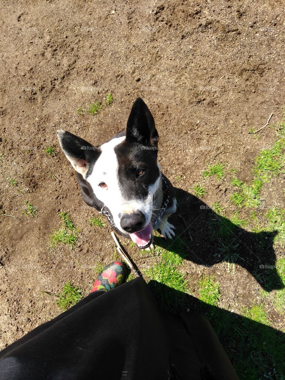 Can I have A Biscuit