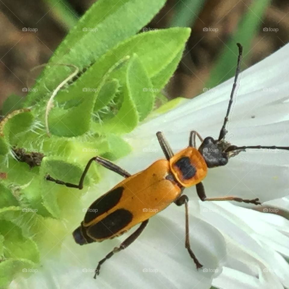Insect on Flower2