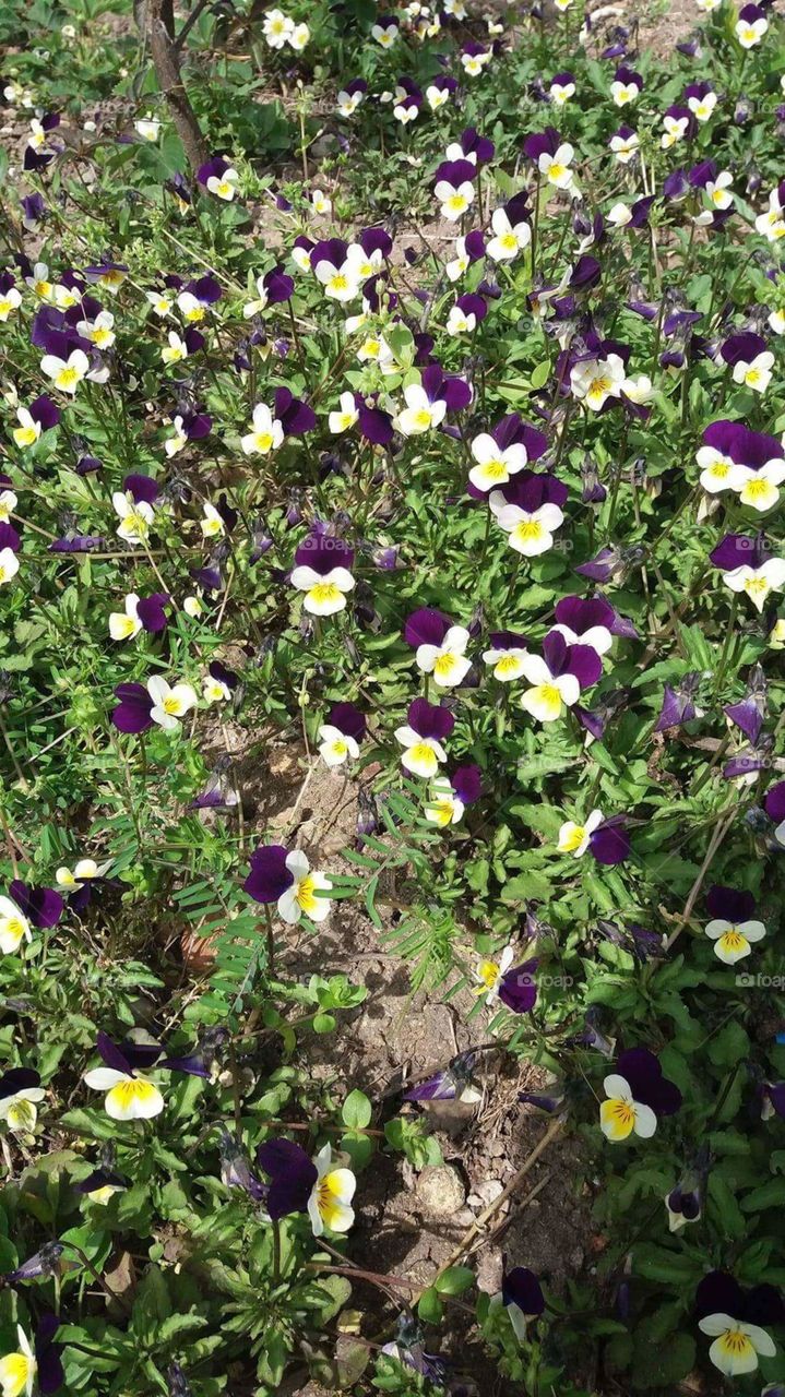 lovely flowers