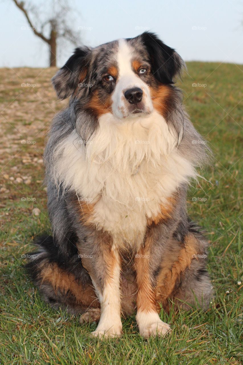 Australian Shepherd