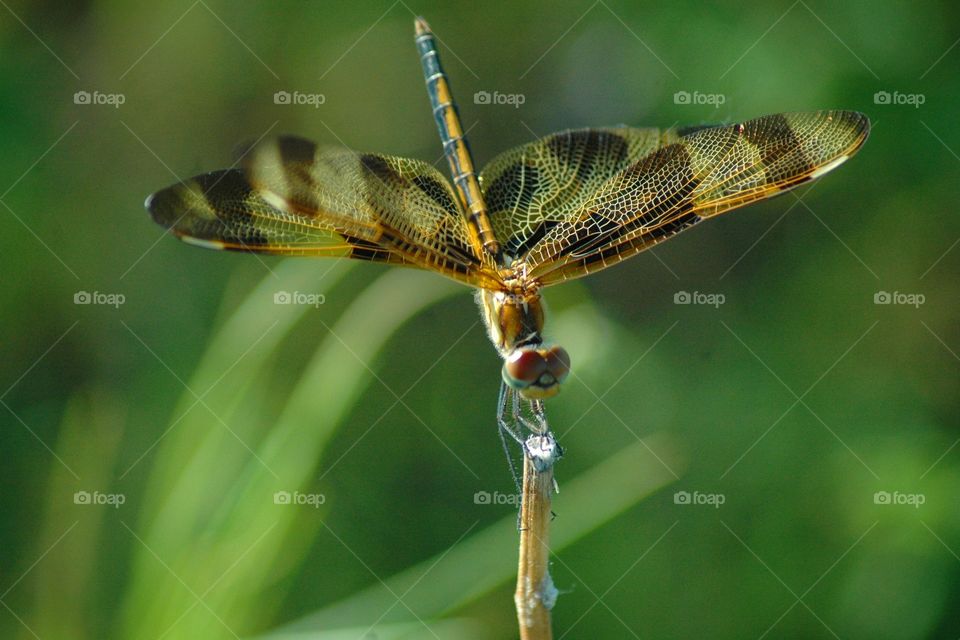 halloween pennant