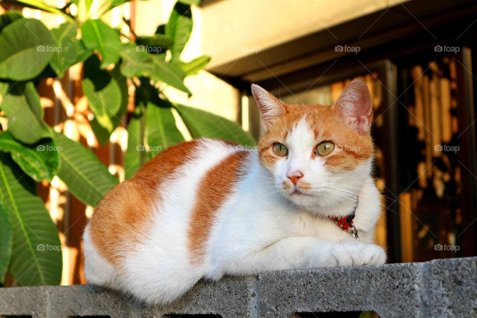 cat on low wall